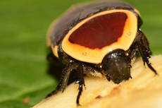 Kongo-Rosenkäfer (9).jpg